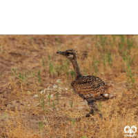 گونه میش مرغ Great Bustard